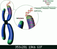 Нажмите на изображение для увеличения
Название: telomeraza.gif
Просмотров: 42
Размер:	19.1 Кб
ID:	3776